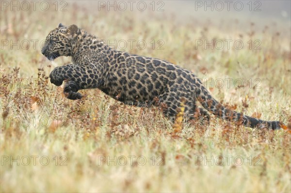 Indian indian leopard
