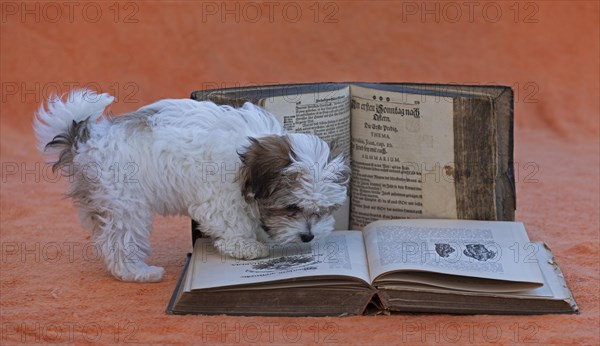 Bolonka Zwetna puppy with old books