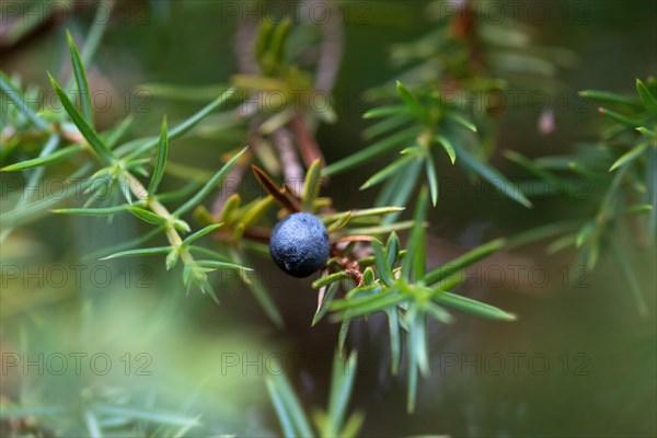 Common juniper