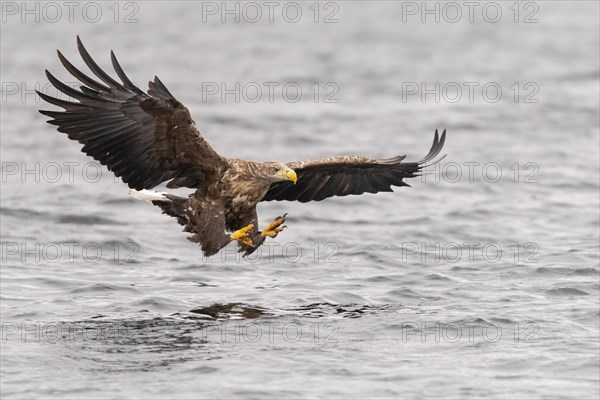White-tailed eagle