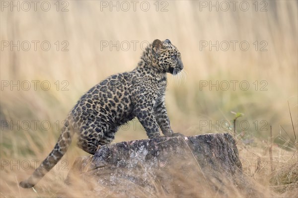 Indian indian leopard