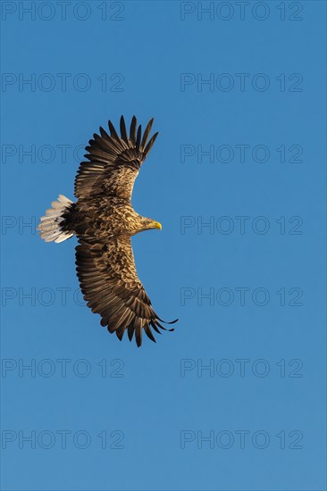 White-tailed eagle