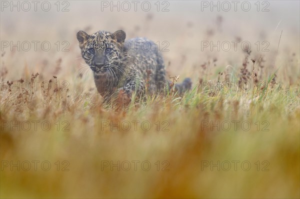 Indian indian leopard