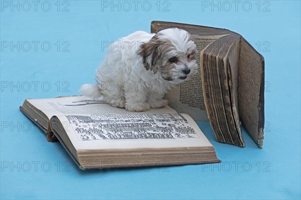 Bolonka Zwetna puppy with old books