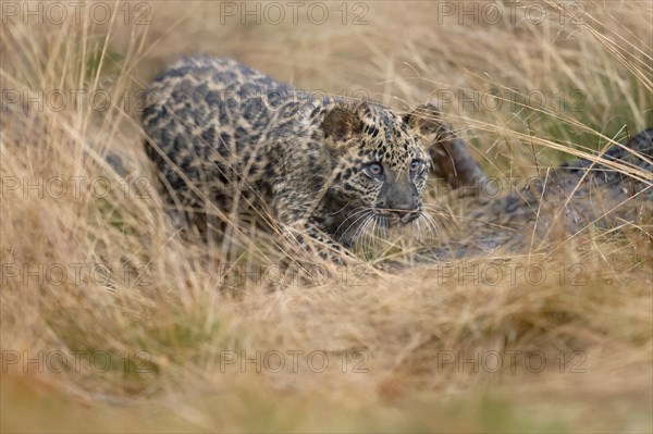 Indian indian leopard
