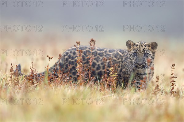 Indian indian leopard