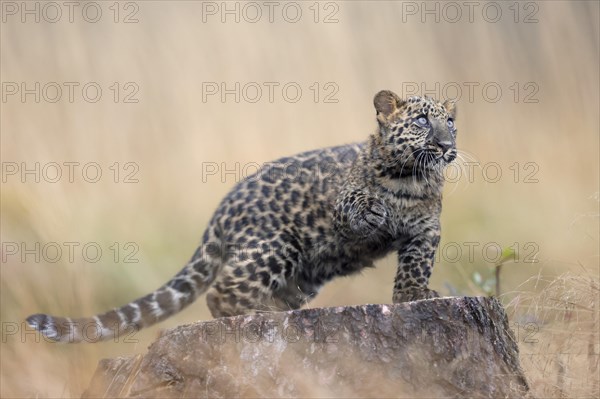 Indian indian leopard