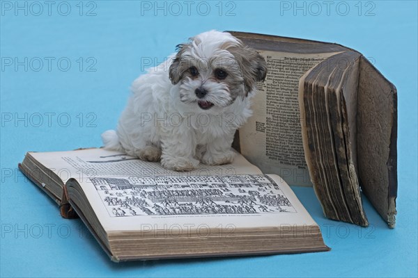 Bolonka Zwetna puppy with old books