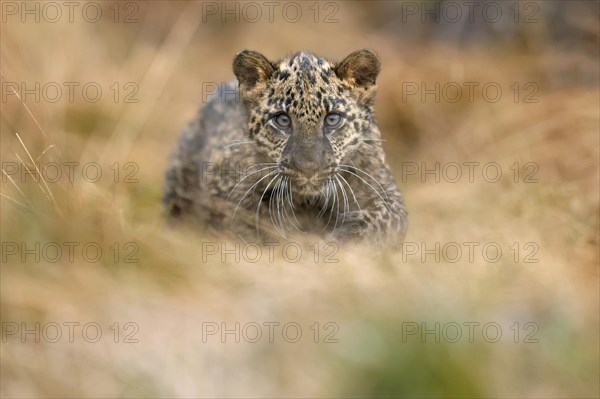 Indian indian leopard