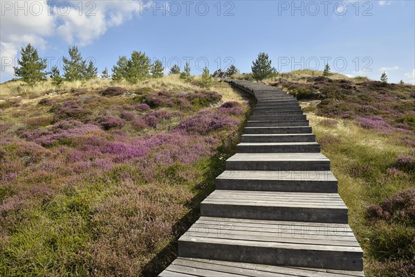 Boardwalk on the Sueddorf viewing dune