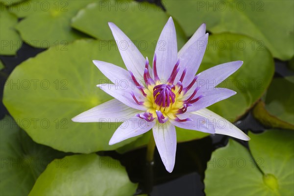 Tropical water lily