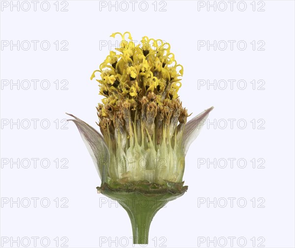 Mexican aster