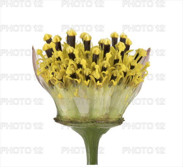 Mexican aster