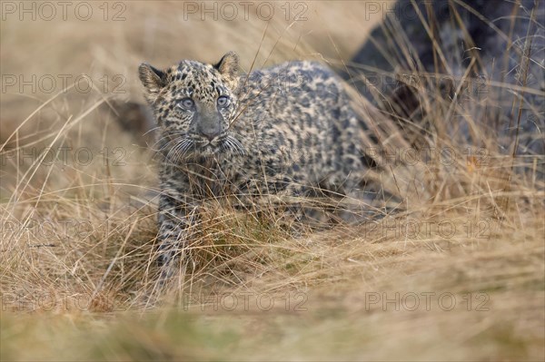 Indian indian leopard