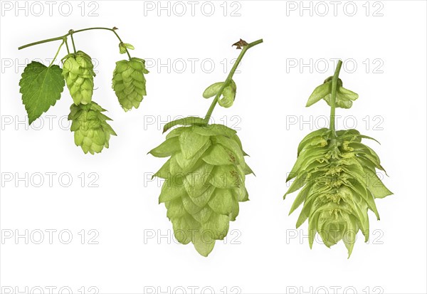 Common hop