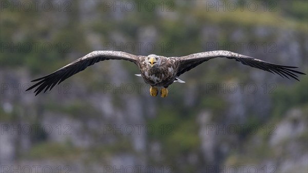 White-tailed eagle