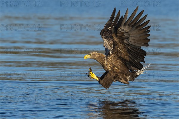White-tailed eagle