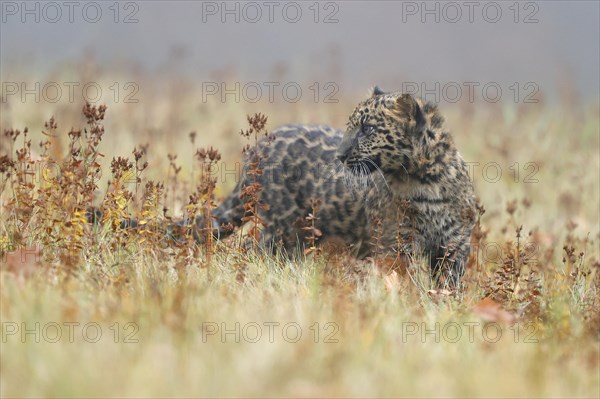 Indian indian leopard