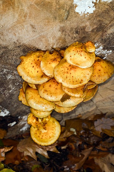 Honey-yellow honey fungus