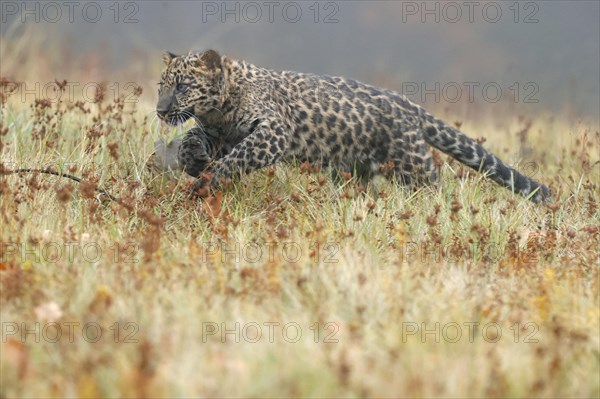 Indian indian leopard