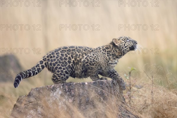 Indian indian leopard