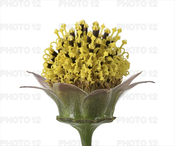 Mexican aster