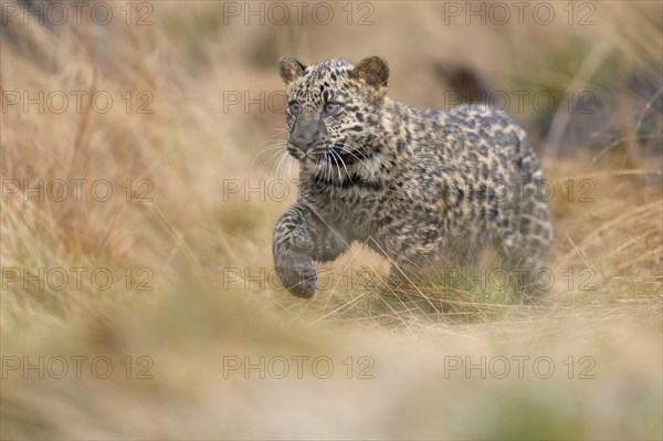 Indian indian leopard