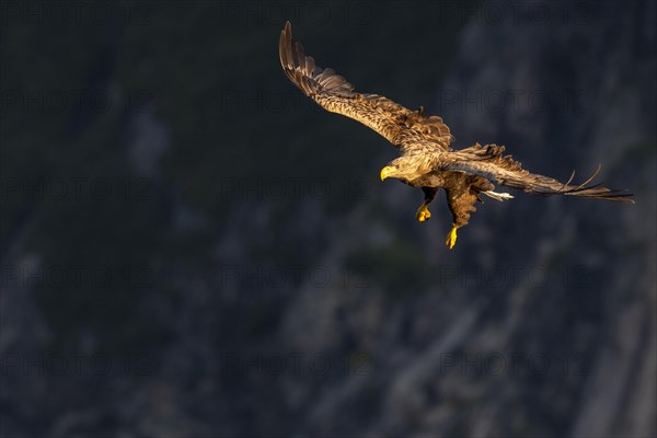 White-tailed eagle