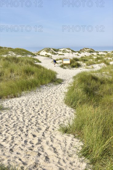Foredunes at the beach section Nebel