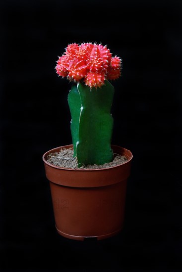 Grafted cactus