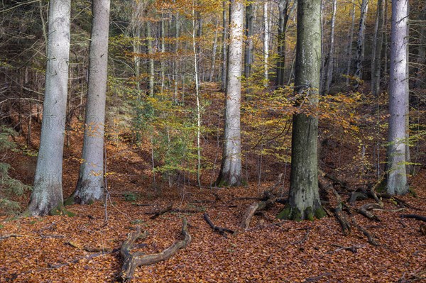 Autumn at the mountain stream La Hoegne