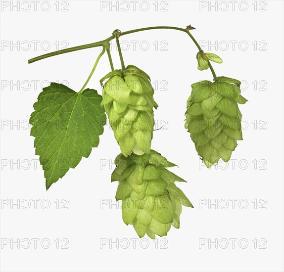 Common hop
