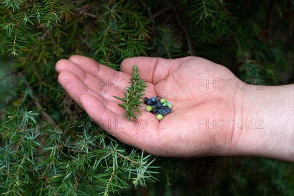 Common juniper