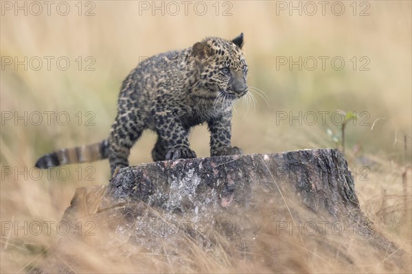 Indian indian leopard