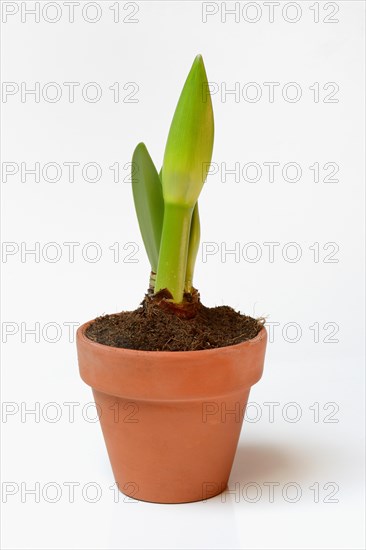 Drifting bud of an amaryllis