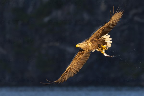 White-tailed eagle