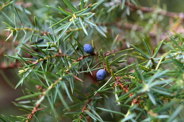 Common juniper