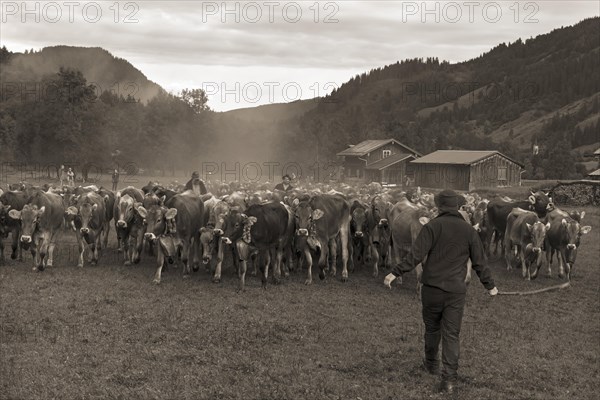 Allgaeu cows are gathered for cattle seperation in the valley