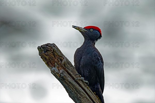 Black woodpecker