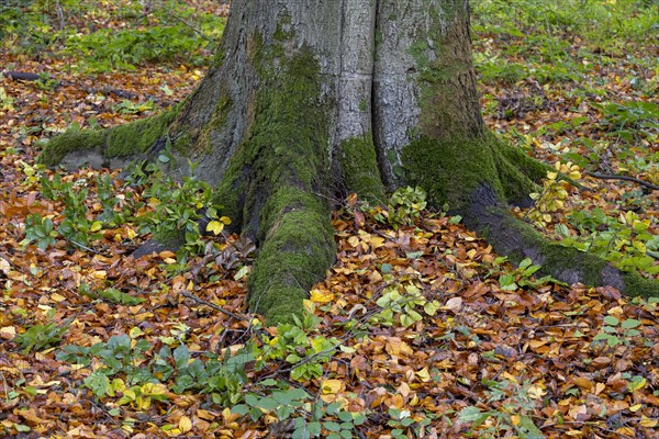 Beech root