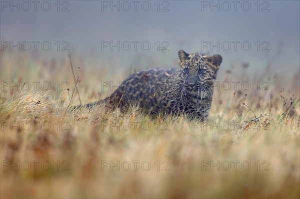 Indian indian leopard