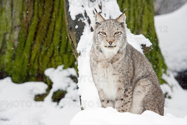 Eurasian lynx