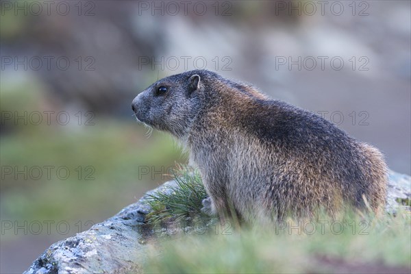 Alpine marmot