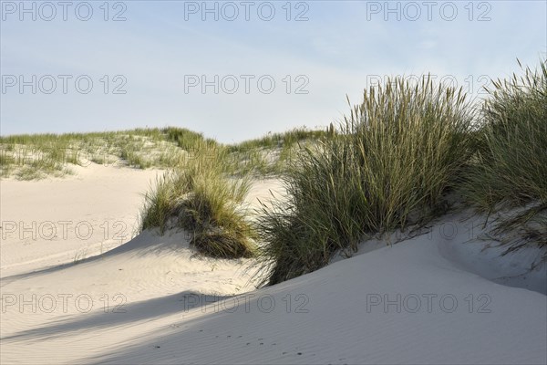Foredunes at the beach section Nebel