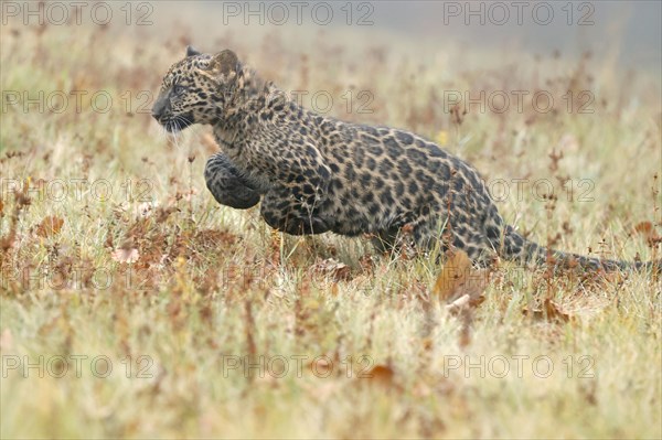 Indian indian leopard