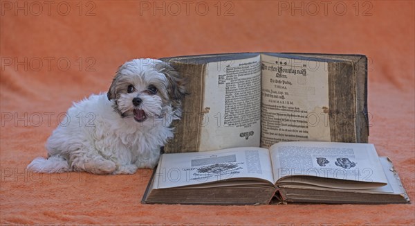 Bolonka Zwetna puppy with old books