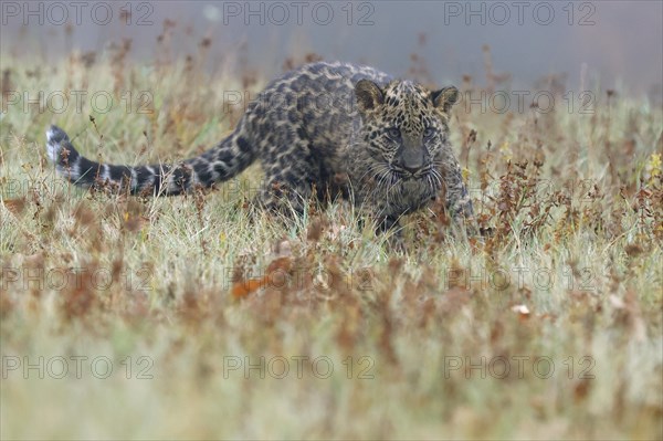 Indian indian leopard