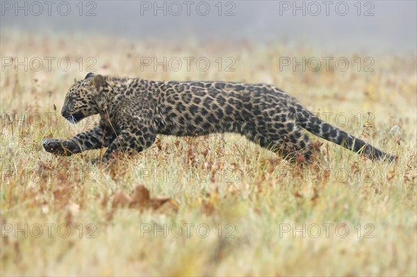 Indian indian leopard