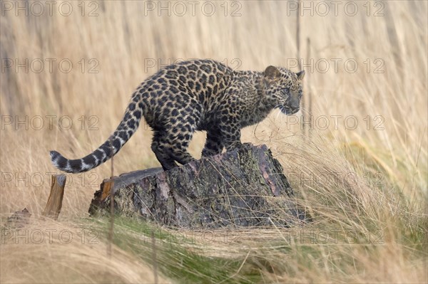 Indian indian leopard