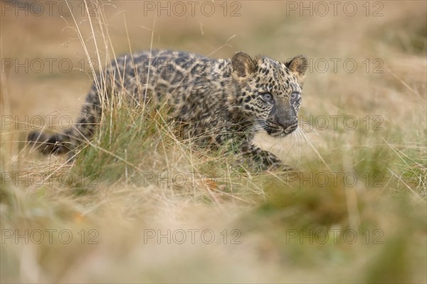 Indian indian leopard